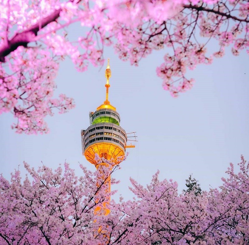 Du Lịch Hàn Quốc Cơ Bản (SEOUL – NAMI – EVERLAND) (5N4D) JEJU AIR (7C)